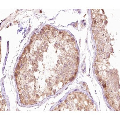 AF0285 at 1/100 staining human testis tissue sections by IHC-P. The tissue was formaldehyde fixed and a heat mediated antigen retrieval step in citrate buffer was performed. The tissue was then blocked and incubated with the antibody for 1.5 hours at 22¡ãC. An HRP conjugated goat anti-rabbit antibody was used as the secondary
