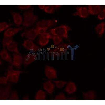 AF0286 staining COS7 by IF/ICC. The sample were fixed with PFA and permeabilized in 0.1% Triton X-100,then blocked in 10% serum for 45 minutes at 25¡ãC. The primary antibody was diluted at 1/200 and incubated with the sample for 1 hour at 37¡ãC. An  Alexa Fluor 594 conjugated goat anti-rabbit IgG (H+L) Ab, diluted at 1/600, was used as the secondary antibod