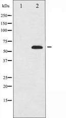 AF6370 at 1/100 staining Mouse pancreas tissue by IHC-P. The sample was formaldehyde fixed and a heat mediated antigen retrieval step in citrate buffer was performed. The sample was then blocked and incubated with the antibody for 1.5 hours at 22¡ãC. An HRP conjugated goat anti-rabbit antibody was used as the secondary