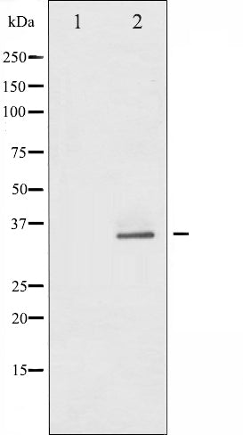 AF6371 staining COS7 by IF/ICC. The sample were fixed with PFA and permeabilized in 0.1% Triton X-100,then blocked in 10% serum for 45 minutes at 25¡ãC. The primary antibody was diluted at 1/200 and incubated with the sample for 1 hour at 37¡ãC. An  Alexa Fluor 594 conjugated goat anti-rabbit IgG (H+L) Ab, diluted at 1/600, was used as the secondary antibod