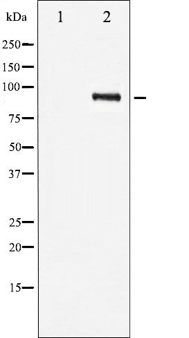 AF6376 staining COS7 by IF/ICC. The sample were fixed with PFA and permeabilized in 0.1% Triton X-100,then blocked in 10% serum for 45 minutes at 25¡ãC. The primary antibody was diluted at 1/200 and incubated with the sample for 1 hour at 37¡ãC. An  Alexa Fluor 594 conjugated goat anti-rabbit IgG (H+L) Ab, diluted at 1/600, was used as the secondary antibod