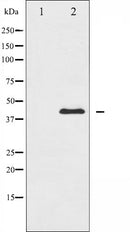 Western blot analysis of MEK1/2 expression in PMA treated HeLa whole cell lysates,The lane on the left is treated with the antigen-specific peptide.