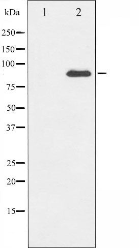 AF6394 staining  Hela cells by IF/ICC. The sample were fixed with PFA and permeabilized in 0.1% Triton X-100,then blocked in 10% serum for 45 minutes at 25¡ãC. The primary antibody was diluted at 1/200 and incubated with the sample for 1 hour at 37¡ãC. An  Alexa Fluor 594 conjugated goat anti-rabbit IgG (H+L) antibody(Cat.
