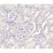AF0288 at 1/100 staining human kidney tissue sections by IHC-P. The tissue was formaldehyde fixed and a heat mediated antigen retrieval step in citrate buffer was performed. The tissue was then blocked and incubated with the antibody for 1.5 hours at 22¡ãC. An HRP conjugated goat anti-rabbit antibody was used as the secondary