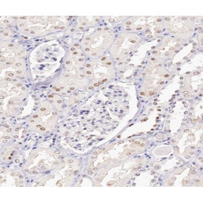 AF0288 at 1/100 staining human kidney tissue sections by IHC-P. The tissue was formaldehyde fixed and a heat mediated antigen retrieval step in citrate buffer was performed. The tissue was then blocked and incubated with the antibody for 1.5 hours at 22¡ãC. An HRP conjugated goat anti-rabbit antibody was used as the secondary