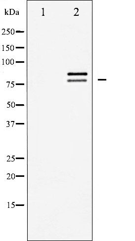 AF6402 at 1/100 staining Human prostate tissue by IHC-P. The sample was formaldehyde fixed and a heat mediated antigen retrieval step in citrate buffer was performed. The sample was then blocked and incubated with the antibody for 1.5 hours at 22¡ãC. An HRP conjugated goat anti-rabbit antibody was used as the secondary