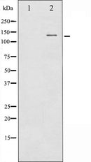 AF6407 at 1/100 staining Mouse intestine tissue by IHC-P. The sample was formaldehyde fixed and a heat mediated antigen retrieval step in citrate buffer was performed. The sample was then blocked and incubated with the antibody for 1.5 hours at 22¡ãC. An HRP conjugated goat anti-rabbit antibody was used as the secondary