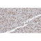 AF0291 at 1/100 staining human Smooth muscle tissue sections by IHC-P. The tissue was formaldehyde fixed and a heat mediated antigen retrieval step in citrate buffer was performed. The tissue was then blocked and incubated with the antibody for 1.5 hours at 22¡ãC. An HRP conjugated goat anti-rabbit antibody was used as the secondary