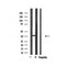 Western blot analysis of extracts from HepG2, using USF2 Antibody.