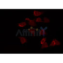 Western blot analysis of extracts from various samples, using SHP-2 Antibody.
 Lane 1: 293 treated with blocking peptide;
 Lane 2: 293;
Lane 3: Mouse brain;
Lane 4: HuvEc.