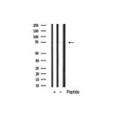 Western blot analysis of extracts from various samples, using FKHR Antibody.
 Lane 1: 3t3 treated with blocking peptide;
 Lane 2: 3t3;
Lane 3: Mouse spleen.