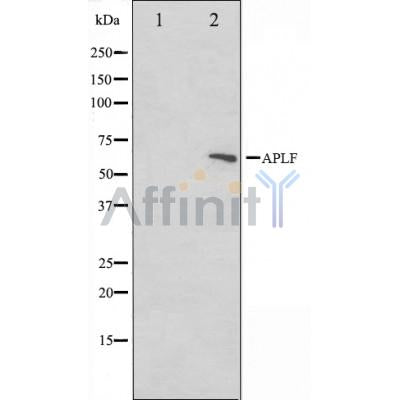 Western blot analysis on rat heart cell lysate using APLF Antibody.The lane on the left is treated with the antigen-specific peptide.