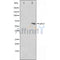 Western blot analysis on rat heart cell lysate using APLF Antibody.The lane on the left is treated with the antigen-specific peptide.