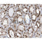 IHC analysis of human kidney, using APLF Antibody at 1/100.