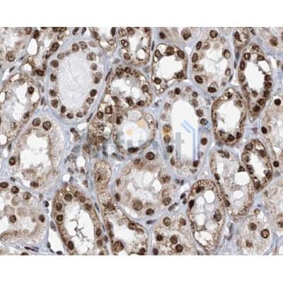 IHC analysis of human kidney, using APLF Antibody at 1/100.