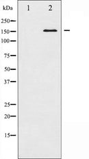 AF6425 staining Hela by IF/ICC. The sample were fixed with PFA and permeabilized in 0.1% Triton X-100,then blocked in 10% serum for 45 minutes at 25¡ãC. The primary antibody was diluted at 1/200 and incubated with the sample for 1 hour at 37¡ãC. An  Alexa Fluor 594 conjugated goat anti-rabbit IgG (H+L) Ab, diluted at 1/600, was used as the secondary antibod