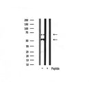 AF6434 at 1/100 staining Mouse muscle tissue by IHC-P. The sample was formaldehyde fixed and a heat mediated antigen retrieval step in citrate buffer was performed. The sample was then blocked and incubated with the antibody for 1.5 hours at 22¡ãC. An HRP conjugated goat anti-rabbit antibody was used as the secondary
