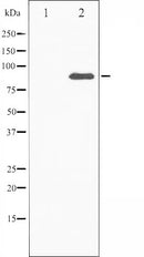 AF6436 staining HeLa by IF/ICC. The sample were fixed with PFA and permeabilized in 0.1% Triton X-100,then blocked in 10% serum for 45 minutes at 25¡ãC. The primary antibody was diluted at 1/200 and incubated with the sample for 1 hour at 37¡ãC. An  Alexa Fluor 594 conjugated goat anti-rabbit IgG (H+L) Ab, diluted at 1/600, was used as the secondary antibod