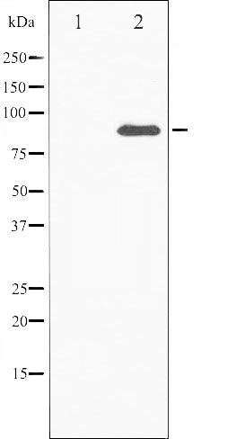 AF6436 staining HeLa by IF/ICC. The sample were fixed with PFA and permeabilized in 0.1% Triton X-100,then blocked in 10% serum for 45 minutes at 25¡ãC. The primary antibody was diluted at 1/200 and incubated with the sample for 1 hour at 37¡ãC. An  Alexa Fluor 594 conjugated goat anti-rabbit IgG (H+L) Ab, diluted at 1/600, was used as the secondary antibod
