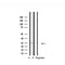 Western blot analysis of extracts from mouse brain, using RPL10 Antibody.