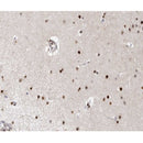 AF0294 at 1/100 staining human brain tissue sections by IHC-P. The tissue was formaldehyde fixed and a heat mediated antigen retrieval step in citrate buffer was performed. The tissue was then blocked and incubated with the antibody for 1.5 hours at 22¡ãC. An HRP conjugated goat anti-rabbit antibody was used as the secondary
