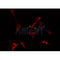 Western blot analysis of extracts from various samples, using LKB1 Antibody.
 Lane 1: Rat treated with blocking peptide;
 Lane 2: Rat;
Lane 3: Lung.