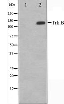 AF6461 staining NIH-3T3 cells by IF/ICC. The sample were fixed with PFA and permeabilized in 0.1% Triton X-100,then blocked in 10% serum for 45 minutes at 25¡ãC. The primary antibody was diluted at 1/200 and incubated with the sample for 1 hour at 37¡ãC. An  Alexa Fluor 594 conjugated goat anti-rabbit IgG (H+L) antibody(Cat.