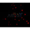 AF0295 staining 293 by IF/ICC. The sample were fixed with PFA and permeabilized in 0.1% Triton X-100,then blocked in 10% serum for 45 minutes at 25¡ãC. The primary antibody was diluted at 1/200 and incubated with the sample for 1 hour at 37¡ãC. An  Alexa Fluor 594 conjugated goat anti-rabbit IgG (H+L) Ab, diluted at 1/600, was used as the secondary antibod