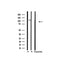 Western blot analysis of extracts from rat heart, using XPF Antibody.