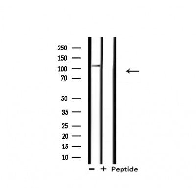 Western blot analysis of extracts from rat heart, using XPF Antibody.