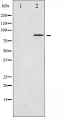 Western blot analysis of FRS2 expression in HUVEC whole cell lysates,The lane on the left is treated with the antigen-specific peptide.