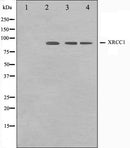 Western blot analysis on Jurkat,COS7 and HuvEc cell lysate using XRCC1 Antibody.The lane on the left is treated with the antigen-specific peptide.