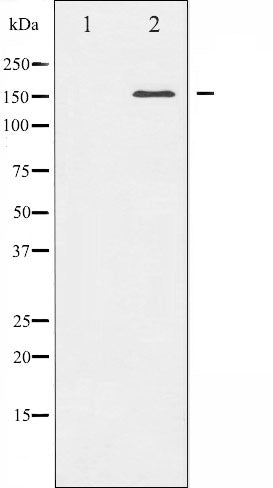 AF6476 at 1/100 staining Human pancreas tissue by IHC-P. The sample was formaldehyde fixed and a heat mediated antigen retrieval step in citrate buffer was performed. The sample was then blocked and incubated with the antibody for 1.5 hours at 22¡ãC. An HRP conjugated goat anti-rabbit antibody was used as the secondary
