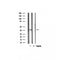 Western blot analysis on rat muscle tissue lysate using XRCC3 Antibody