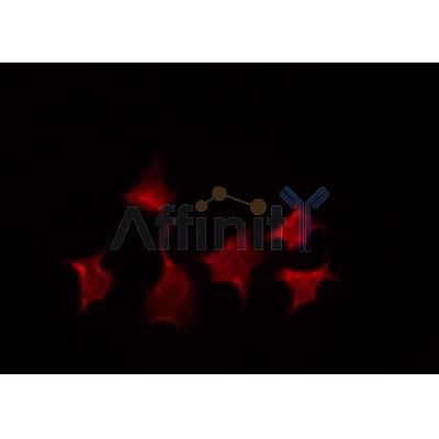 AF0298 staining HepG2 by IF/ICC. The sample were fixed with PFA and permeabilized in 0.1% Triton X-100,then blocked in 10% serum for 45 minutes at 25¡ãC. The primary antibody was diluted at 1/200 and incubated with the sample for 1 hour at 37¡ãC. An  Alexa Fluor 594 conjugated goat anti-rabbit IgG (H+L) Ab, diluted at 1/600, was used as the secondary antibod