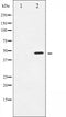 AF6495 at 1/100 staining Mouse pancreas tissue by IHC-P. The sample was formaldehyde fixed and a heat mediated antigen retrieval step in citrate buffer was performed. The sample was then blocked and incubated with the antibody for 1.5 hours at 22¡ãC. An HRP conjugated goat anti-rabbit antibody was used as the secondary