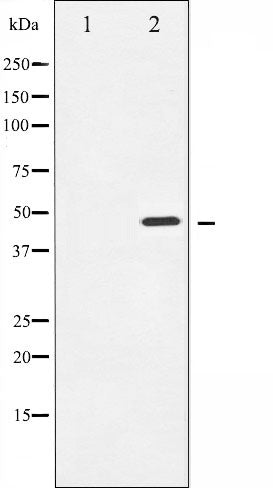 AF6495 at 1/100 staining Mouse pancreas tissue by IHC-P. The sample was formaldehyde fixed and a heat mediated antigen retrieval step in citrate buffer was performed. The sample was then blocked and incubated with the antibody for 1.5 hours at 22¡ãC. An HRP conjugated goat anti-rabbit antibody was used as the secondary