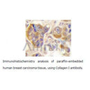 AF7001 staining  BJ cells by IF/ICC. The sample were fixed with PFA and permeabilized in 0.1% Triton X-100,then blocked in 10% serum for 45 minutes at 25¡ãC. The primary antibody was diluted at 1/200 and incubated with the sample for 1 hour at 37¡ãC. An  Alexa Fluor 594 conjugated goat anti-rabbit IgG (H+L) antibody(Cat.