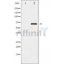 AF7002 at 1/100 staining Mouse muscle tissue by IHC-P. The sample was formaldehyde fixed and a heat mediated antigen retrieval step in citrate buffer was performed. The sample was then blocked and incubated with the antibody for 1.5 hours at 22¡ãC. An HRP conjugated goat anti-rabbit antibody was used as the secondary