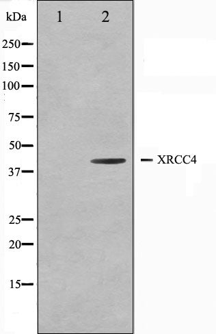 Western blot analysis on COLO205 cell lysate using XRCC4 Antibody.The lane on the left is treated with the antigen-specific peptide.