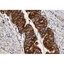 AF7004 staining COS7 by IF/ICC. The sample were fixed with PFA and permeabilized in 0.1% Triton X-100,then blocked in 10% serum for 45 minutes at 25¡ãC. The primary antibody was diluted at 1/200 and incubated with the sample for 1 hour at 37¡ãC. An  Alexa Fluor 594 conjugated goat anti-rabbit IgG (H+L) Ab, diluted at 1/600, was used as the secondary antibod