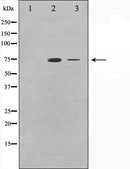 Ku70 Antibody -AF0300