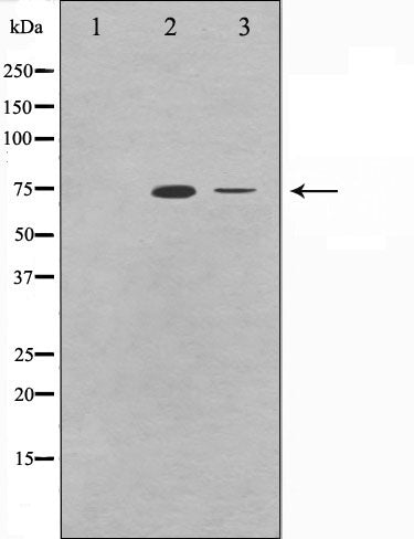 Ku70 Antibody -AF0300