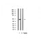 AF1032 staining Hela by IF/ICC. The sample were fixed with PFA and permeabilized in 0.1% Triton X-100,then blocked in 10% serum for 45 minutes at 25¡ãC. The primary antibody was diluted at 1/200 and incubated with the sample for 1 hour at 37¡ãC. An  Alexa Fluor 594 conjugated goat anti-rabbit IgG (H+L) Ab, diluted at 1/600, was used as the secondary antibod