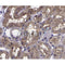 AF4001 staining 293T treated with UV 30min by IF/ICC. The sample were fixed with PFA and permeabilized in 0.1% Triton X-100,then blocked in 10% serum for 45 minutes at 25¡ãC. The primary antibody was diluted at 1/200 and incubated with the sample for 1 hour at 37¡ãC. An  Alexa Fluor 594 conjugated goat anti-rabbit IgG (H+L) Ab, diluted at 1/600, was used as the secondary antibod