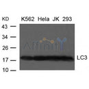 Western blot analysis of extract from K-562, Hela, JK and 293 cells using LC3 Antibody