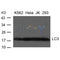 Western blot analysis of extract from K-562, Hela, JK and 293 cells using LC3 Antibody