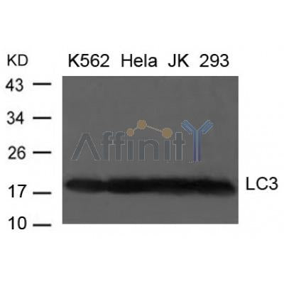 Western blot analysis of extract from K-562, Hela, JK and 293 cells using LC3 Antibody
