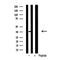 Western blot analysis of extracts from human Umbilical cord mesenchymal stem cell using SOX2 Antibody