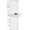Western blot analysis of extracts from human Umbilical cord mesenchymal stem cell using Nano g Antibody